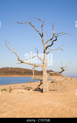 Dead tree Benacre Broad beach, Suffolk, England Stock Photo