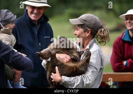 Wombat with visitors at the Trowunna Wildlife Sanctuary. Tasmania, Australia. Stock Photo