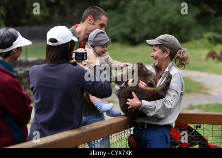 Wombat with visitors at the Trowunna Wildlife Sanctuary. Tasmania, Australia. Stock Photo