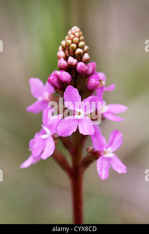 Grass Trigger Plant (Stylidium graminifolium). Bruny Island, Tasmania, Australia. Stock Photo