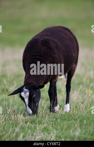 Zwartbles Sheep Ovis aries. Grazing grass. Iona. West coast Scotland. Stock Photo