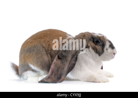 An English Lop Rabbit on white background. Stock Photo