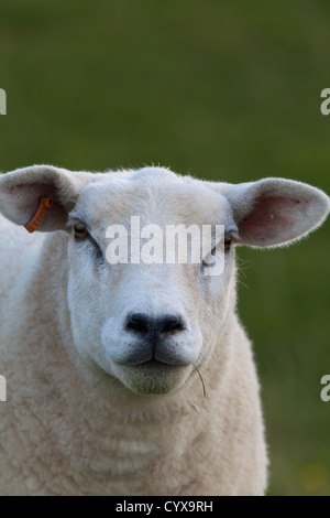 Texel Sheep (Ovis aries). Portrait. Here on Iona, Inner Hebrides. Introduced breed from The Netherlands to UK. Stock Photo