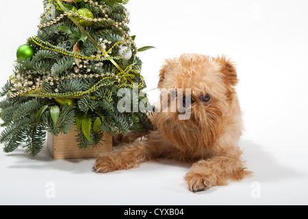 Dog breeds Brussels Griffon lies near the Christmas tree Stock Photo