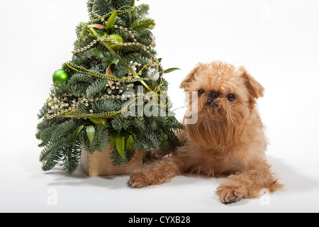 Dog breeds Brussels Griffon lies near the Christmas tree Stock Photo