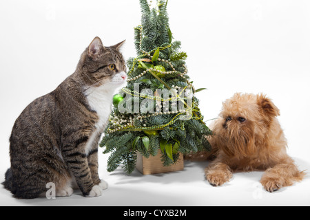 Dog breeds Brussels Griffon and cat lies near the Christmas tree Stock Photo