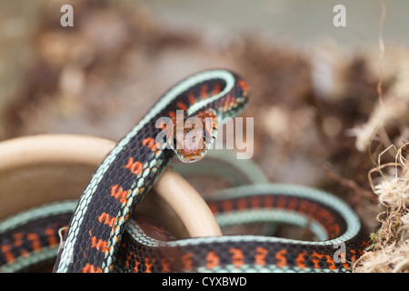 California Red-sided Garter Snake (Thamnophis sirtalis infernalis). Defensive behavior posture provoked by the disturbance in a vivarium. Stock Photo