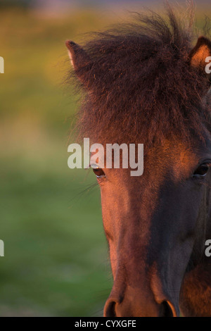Portrait of Icelandic horse, Iceland Purebred horse Stock Photo
