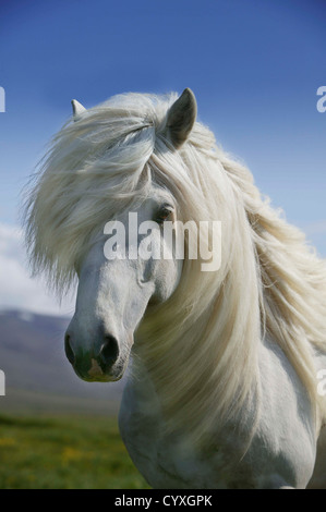 Portrait of Icelandic horse, Iceland Purebred horse Stock Photo