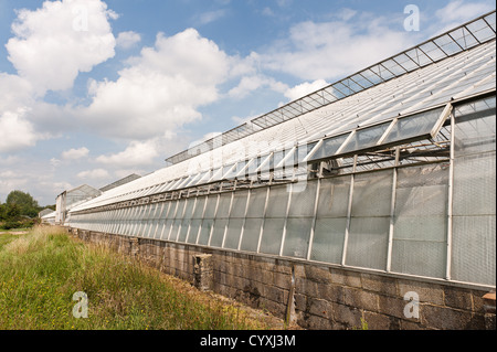 Outside of large commercial old style working greenhouse preparing fruit vegetable ahead of seasonal growth many window panes Stock Photo