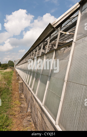Outside of large commercial old style working greenhouse preparing fruit vegetable ahead of seasonal growth many window panes Stock Photo