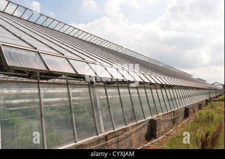 Outside of large commercial old style working greenhouse preparing fruit vegetable ahead of seasonal growth many window panes Stock Photo