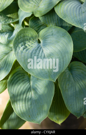 Plants, Hosta, Large green heart shaped leaves. Stock Photo