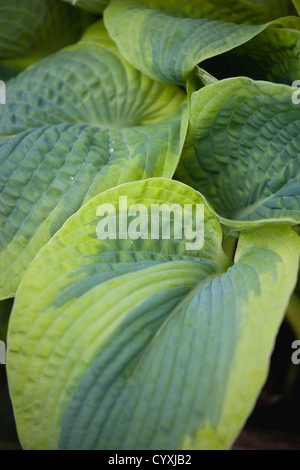 Plants, Hosta, Large heart shaped variegated green leaves. Stock Photo