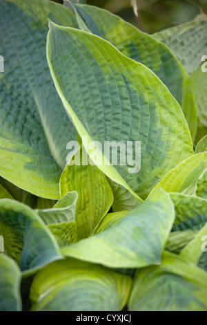 Plants, Hosta, Large heart shaped variegated green leaves. Stock Photo