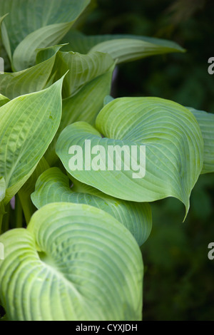 Plants, Hosta, Sum and Substance, Plantain lily, Large heart shaped green leaves. Stock Photo