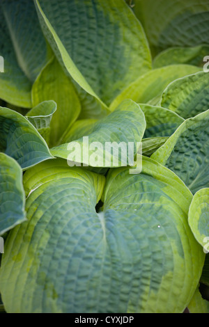 Plants, Hosta, Large heart shaped variegated green leaves. Stock Photo