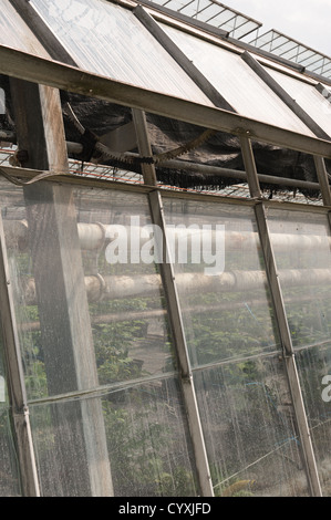 Outside of large commercial old style working greenhouse preparing fruit vegetable ahead of seasonal growth many window panes Stock Photo
