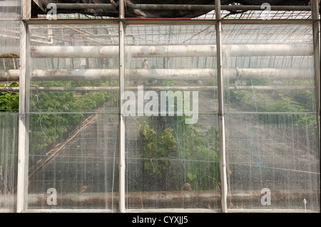 Outside of large commercial old style working greenhouse preparing fruit vegetable ahead of seasonal growth many window panes Stock Photo