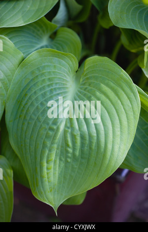 Plants, Hosta, Sum and Substance, Large heart shaped green leaves of the Plantain lily. Stock Photo