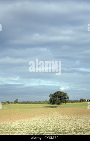 Single lone tree in a crop field against a cloudy sky, September 2011 Stock Photo