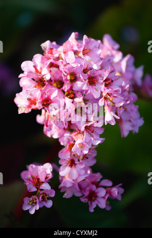 Plants, Flowers, Bergenia, Abundant small pink flowers on a single stem of the plant also known as Elephant's ears. Stock Photo