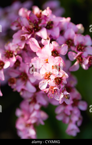 Plants, Flowers, Bergenia, Abundant small pink flowers on a single stem of the plant also known as Elephant's ears. Stock Photo