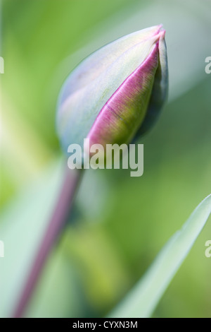Plants, Flowers, Tulipa, Single closed tulip flower growing in a garden in spring.