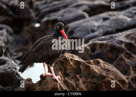 A black oyster catcher (Haematopus bachmani) at Point Lobos, California. Stock Photo