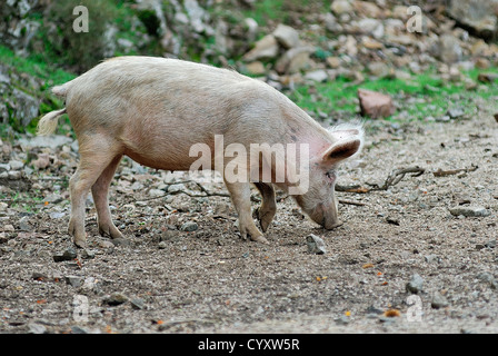 cochon sauvage corse, dans son milieux favoris, chataigneraie de Cristinacce haute corse France 2b Stock Photo