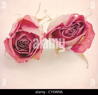 Two dried roses on textured creamy pink background with copy space Stock Photo