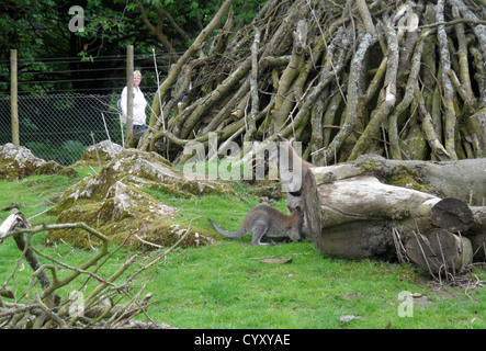 TV presenter Anna Ryder Richardson's Manor House Wildlife Park near Tenby in South West Wales. Stock Photo
