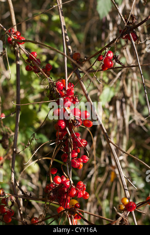 Black Bryony Dioscorea Tamus Communis Toxic Red Berries growing in a sunny downland hedgerow in November Stock Photo
