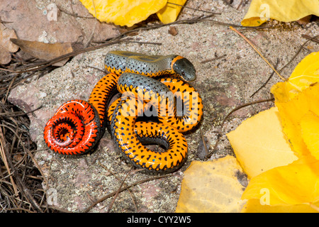 Ring-necked Snake Diadophis punctatus Chiricahua Mountains, Cochise County, Arizona, United States 19 October Adult Colubridae Stock Photo