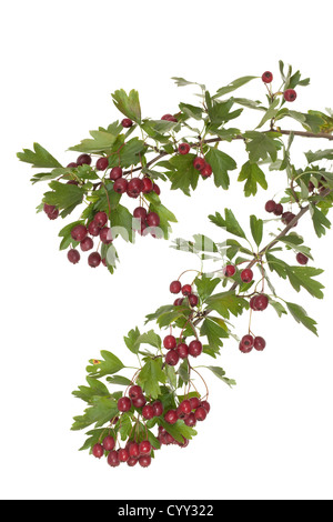 hawthorn branch with fruits on white background Stock Photo