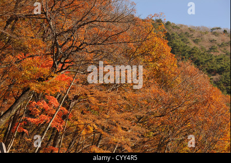 Autumn colours in the woods and hills around Lake Motosu in the Mount Fuji region of Japan Stock Photo