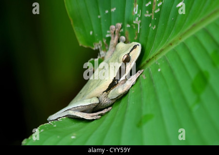 A Masked Tree Frog (Smilisca phaeota) on a green leaf in Manuel Antonio National Park, on Central Pacific coast of Costa Rica. Stock Photo