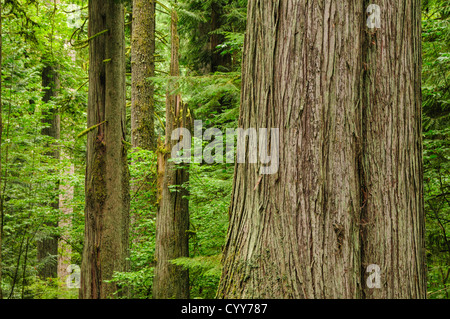 Western red cedar tree trunk and forest at Old Growth Trail in Lewis and Clark State Park, Washington. Stock Photo
