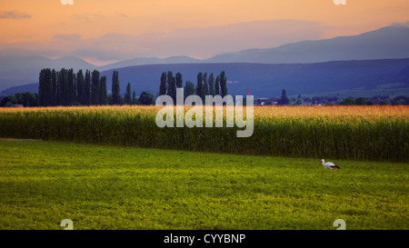 Stork in a maize field landscape, Alsace, Haut-Rhin, France Stock Photo