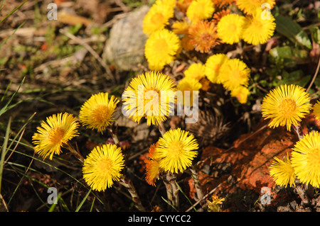 Colt's Foot, Tussilago farfara, a flower of early spring. Stock Photo