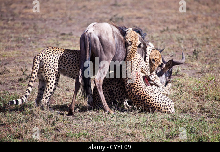 An adult Wildebeest is attacked and killed by three male cheetahs. Serengeti National Park, Tanzania Stock Photo