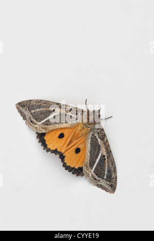 Female Eudocima materna moth on white background. Fruitpiercing moth Stock Photo