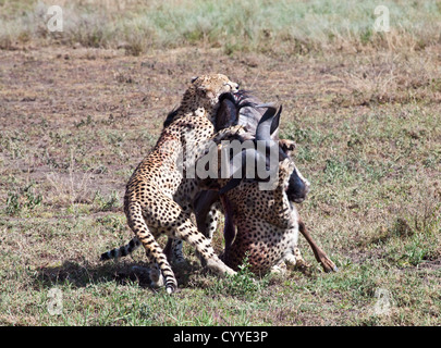 An adult Wildebeest is attacked and killed by three male cheetahs. Serengeti National Park, Tanzania Stock Photo