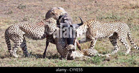 An adult Wildebeest is attacked and killed by three male cheetahs. Serengeti National Park, Tanzania Stock Photo