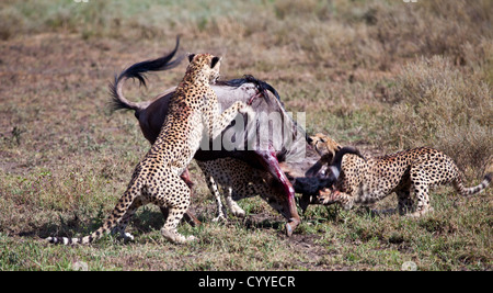 An adult Wildebeest is attacked and killed by three male cheetahs. Serengeti National Park, Tanzania Stock Photo