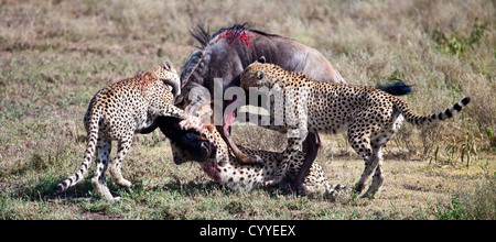 An adult Wildebeest is attacked and killed by three male cheetahs. Serengeti National Park, Tanzania Stock Photo