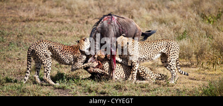 An adult Wildebeest is attacked and killed by three male cheetahs. Serengeti National Park, Tanzania Stock Photo