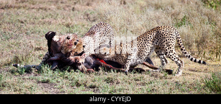 An adult Wildebeest is attacked and killed by three male cheetahs. Serengeti National Park, Tanzania Stock Photo