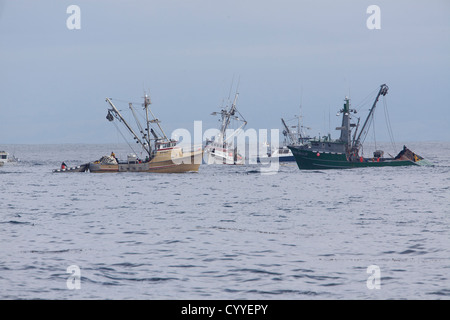 Fishermen pull in their catch on Monterey Bay, California. Stock Photo