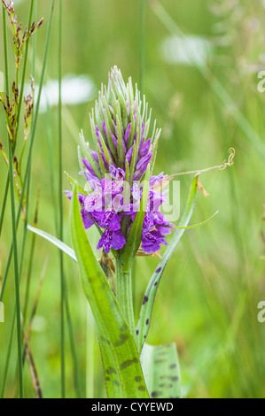 Flowering spike of the hybrid orchid Dactylorhiza x grandis, growing at Howardian Nature Reserve in Cardiff. Stock Photo